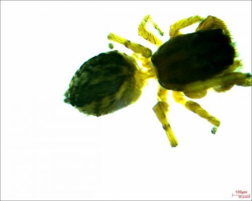 Pseudicius encarpatus